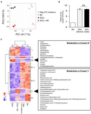 Comprehensive analysis of metabolites produced by co-cultivation of Bifidobacterium breve MCC1274 with human iPS-derived intestinal epithelial cells